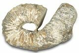 Fossil Heteromorph (Nostoceras) Ammonite - Madagascar #302684-1